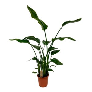 thumbnail_6000-6503.jpg Strelitzia Nicolai
