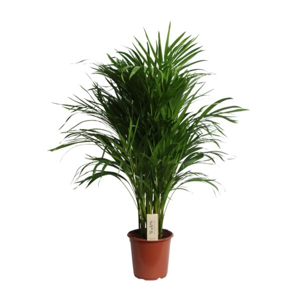 Dypsis Lutescens (Areca)