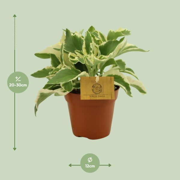 thumbnail_6000-6547.jpg Kalanchoe Laciniata
