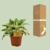 Kalanchoe Laciniata