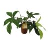 Philodendron Florida Green