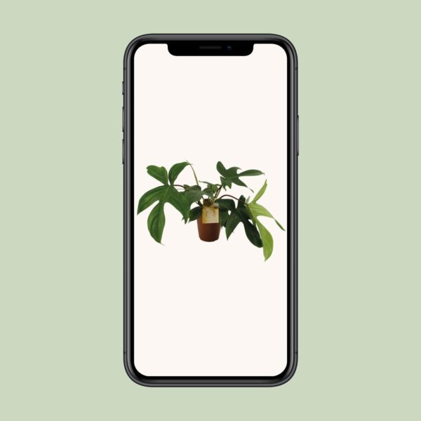 thumbnail_6000-6573.jpg Philodendron Florida Green