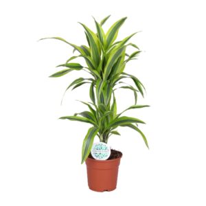 thumbnail_6000-6622.jpg Dracaena Lemon Lime