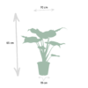 Alocasia Cucullata & Alocasia Lauterbachiana