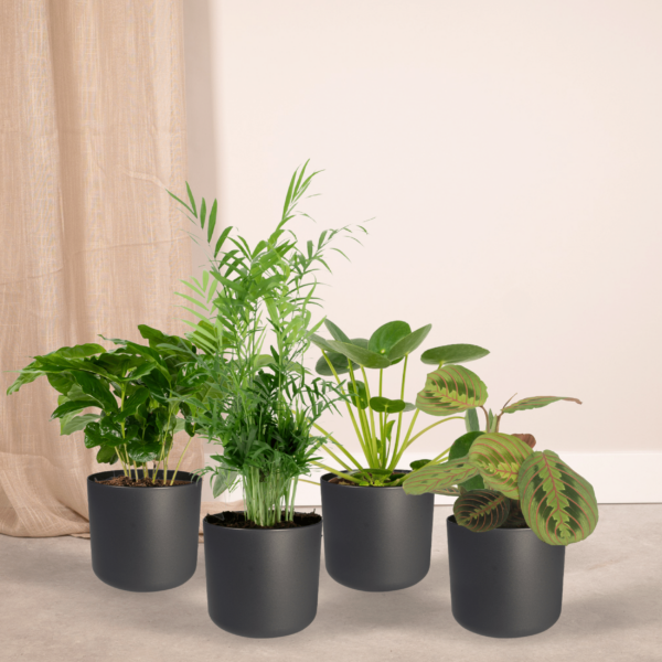 thumbnail_6000-67.png Diervriendelijke plantenbox - 4 kamerplanten
