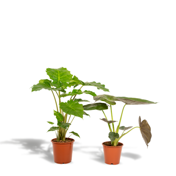 thumbnail_6000-672.png Alocasia Wentii & Alocasia Portodora
