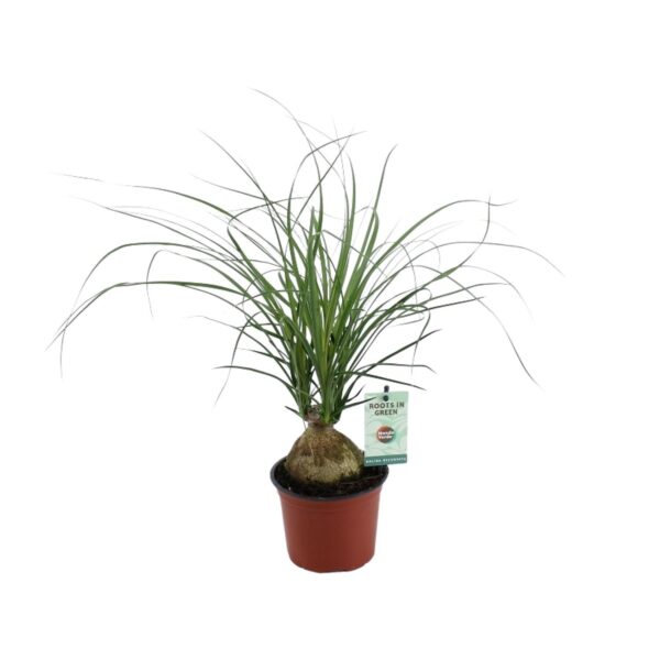 thumbnail_6000-6760.jpg Beaucarnea Nolina Recurvata