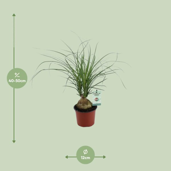 thumbnail_6000-6761.jpg Beaucarnea Nolina Recurvata