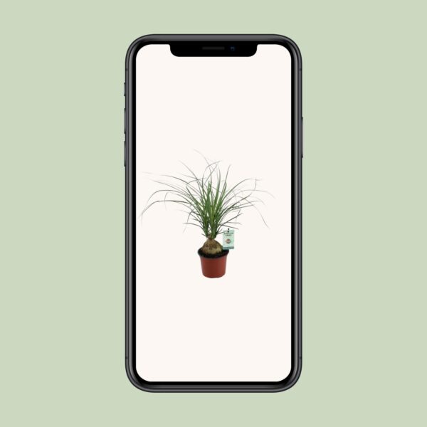 thumbnail_6000-6763.jpg Beaucarnea Nolina Recurvata
