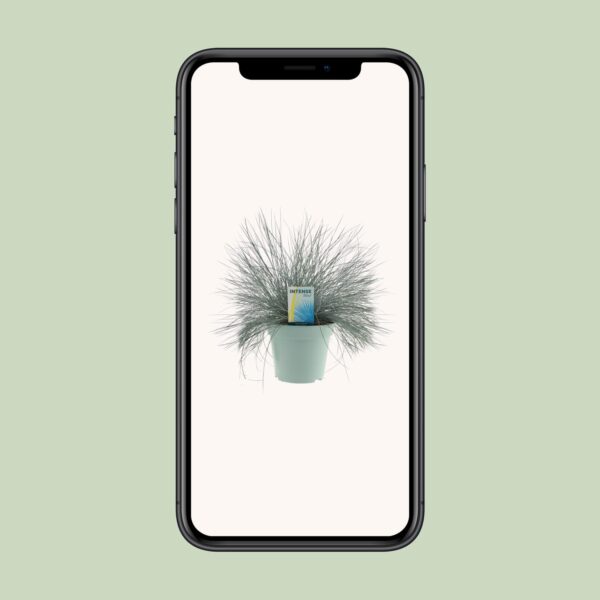 Festuca Glauca Intense Blue