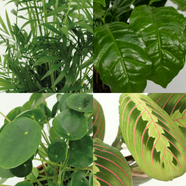 thumbnail_6000-68.png Diervriendelijke plantenbox - 4 kamerplanten