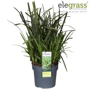 Carex Morrowii Ice Dance