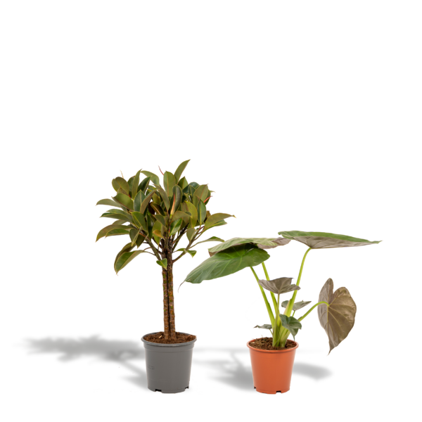 thumbnail_6000-689.png Ficus Elastica Melany