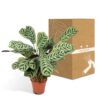 Ctenanthe Amabilis