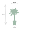 Ficus Elastica Melany