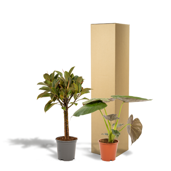 thumbnail_6000-692.png Ficus Elastica Melany