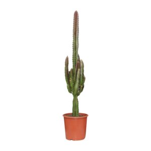 Euphorbia Trigona Rubra