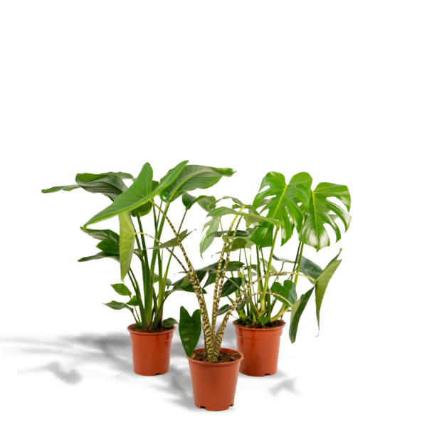 thumbnail_6000-698.png Monstera Deliciosa & Alocasia Zebrina & Strelitzia Nicolai