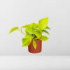 Epipremnum Pinnatum ‘Golden Pothos’ in ELHO bfor soft rond brique