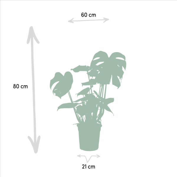 thumbnail_6000-699.png Monstera Deliciosa & Alocasia Zebrina & Strelitzia Nicolai