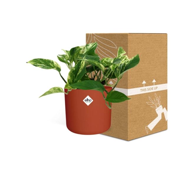 thumbnail_6000-6997.jpg Scindapsus (Epipremnum) Marble Queen in ELHO bfor soft rond brique