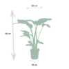 Monstera Deliciosa & Alocasia Zebrina & Strelitzia Nicolai