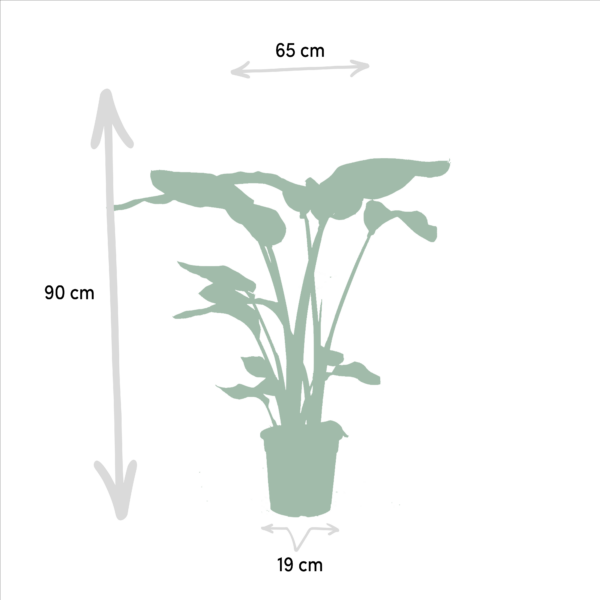 thumbnail_6000-700.png Monstera Deliciosa & Alocasia Zebrina & Strelitzia Nicolai