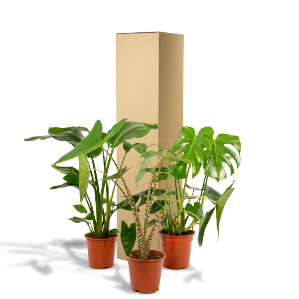 thumbnail_6000-702.png Monstera Deliciosa & Alocasia Zebrina & Strelitzia Nicolai