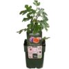 Ficus Gustissimo Perretta