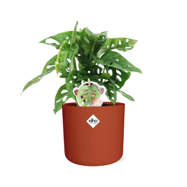thumbnail_6000-7044.jpg Monstera ‘Monkey Leaf’ in ELHO bfor soft rond brique
