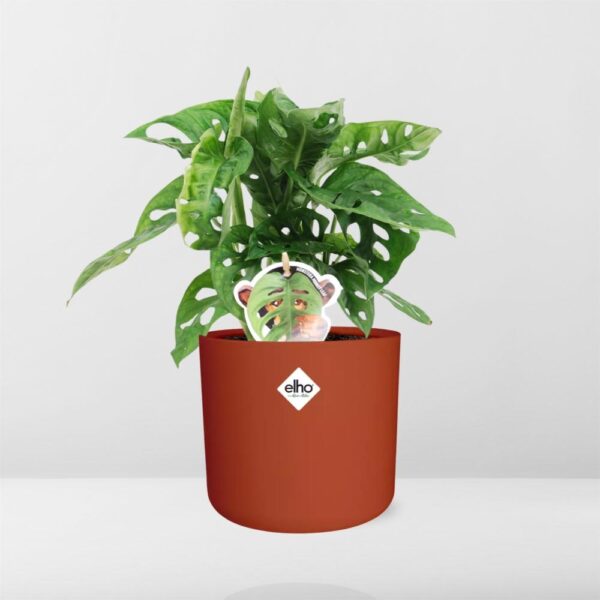 thumbnail_6000-7048.jpg Monstera ‘Monkey Leaf’ in ELHO bfor soft rond brique