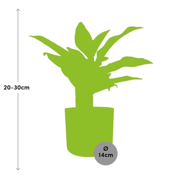 thumbnail_6000-7050.jpg Aglaonema Crete in ELHO bfor soft rond brique