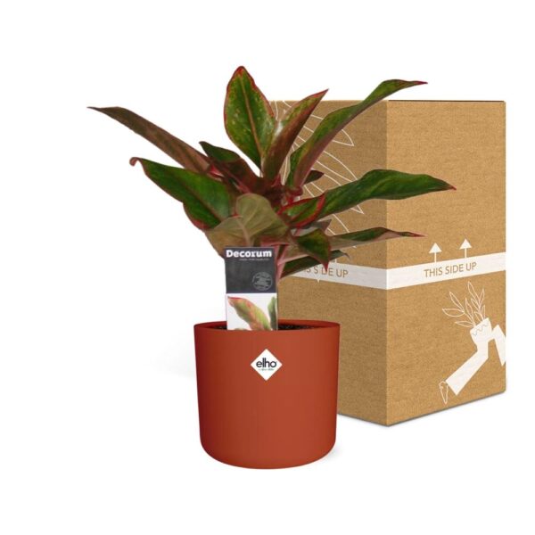 thumbnail_6000-7052.jpg Aglaonema Crete in ELHO bfor soft rond brique