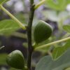 Ficus Gustissimo Perretta