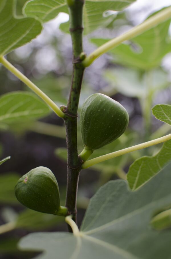 thumbnail_6000-706.jpg Ficus Gustissimo Perretta