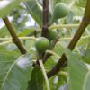 Ficus Gustissimo Perretta