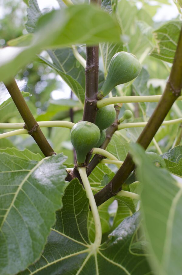 thumbnail_6000-707.jpg Ficus Gustissimo Perretta