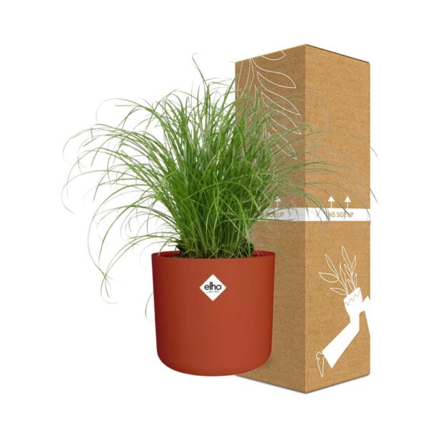 thumbnail_6000-7091.jpg Cyperus Alternifolius Zumula Zonder Etiket in ELHO bfor soft rond brique