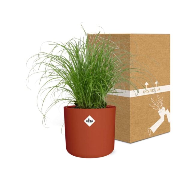 thumbnail_6000-7092.jpg Cyperus Alternifolius Zumula Zonder Etiket in ELHO bfor soft rond brique