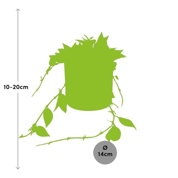 thumbnail_6000-7110.jpg Hoya Krohniana Eskimo in ELHO bfor soft rond brique