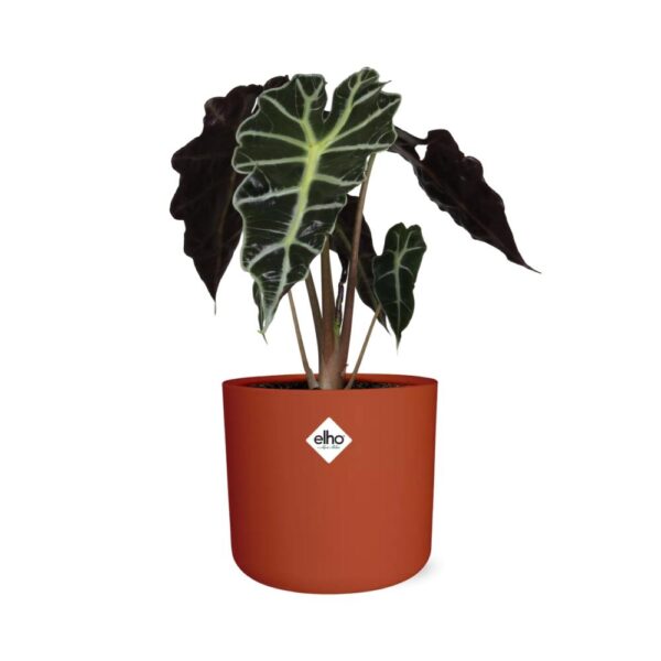 thumbnail_6000-7134.jpg Alocasia ‘Polly’ in ELHO bfor soft rond brique
