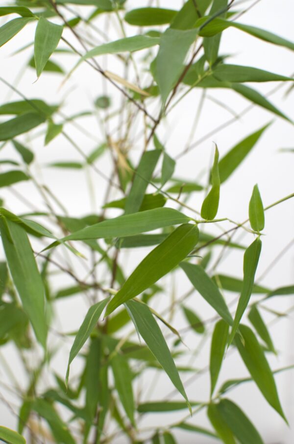 Phyllostachys 'Bissetii' - Groene stam bamboe