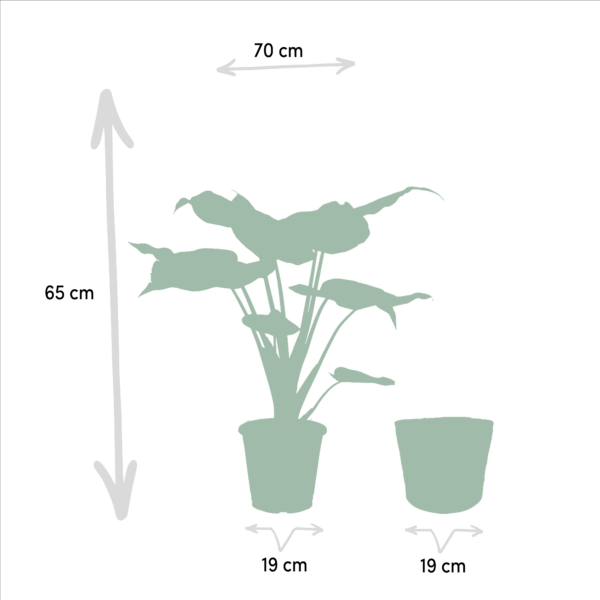 thumbnail_6000-722.png Alocasia Cucullata