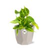 Philodendron Scandens ‘Brasil’ in ELHO bfor rock warm grey