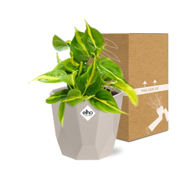 thumbnail_6000-7234.jpg Philodendron Scandens ‘Brasil’ in ELHO bfor rock warm grey