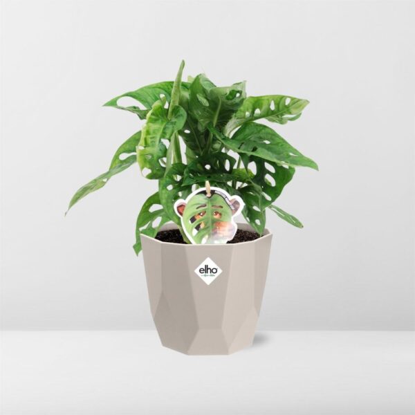 thumbnail_6000-7270.jpg Monstera ‘Monkey Leaf’ in ELHO bfor rock warm grey