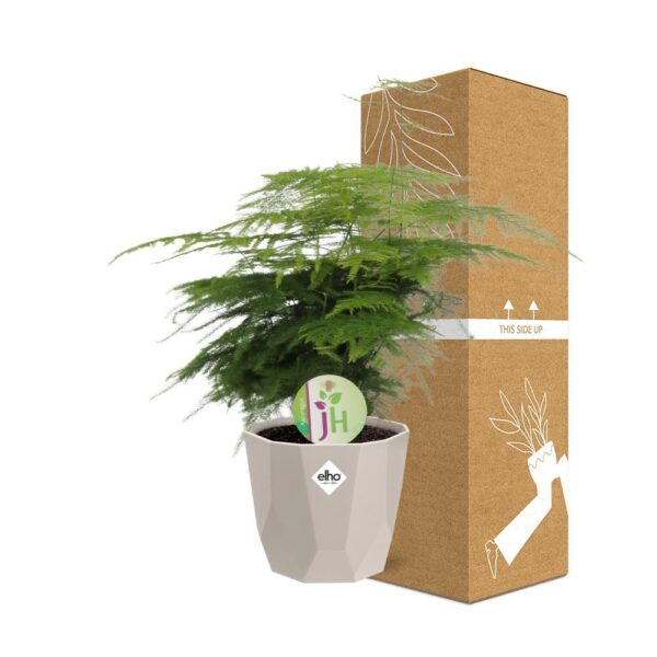 thumbnail_6000-7273.jpg Asparagus ‘Plumosus’ in ELHO bfor rock warm grey