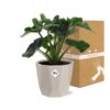 Philodendron Atom in ELHO bfor rock warm grey