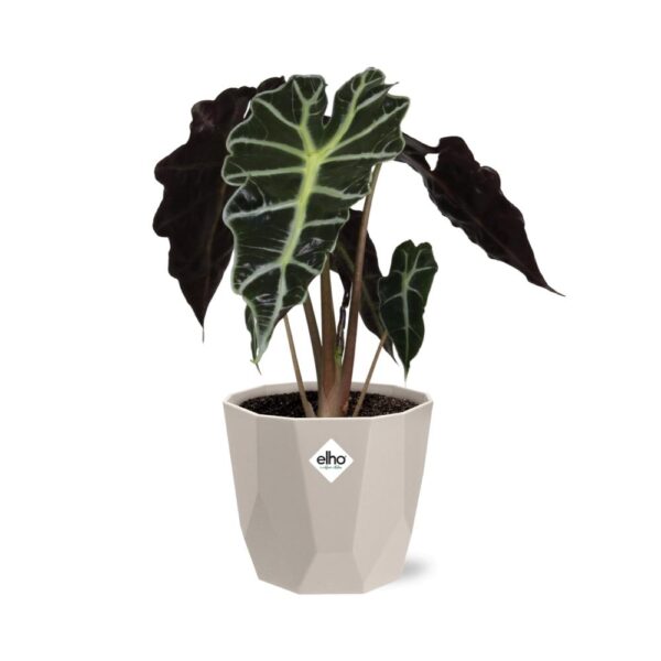 thumbnail_6000-7311.jpg Alocasia ‘Polly’ in ELHO bfor rock warm grey