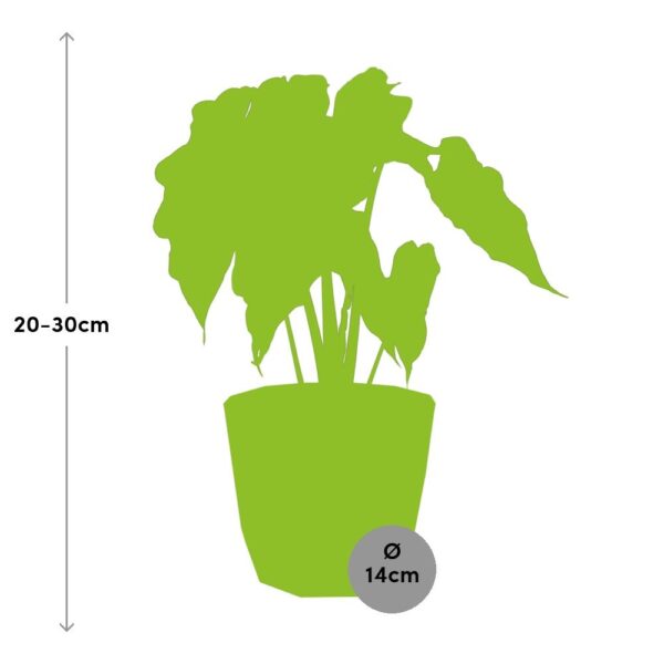 thumbnail_6000-7312.jpg Alocasia ‘Polly’ in ELHO bfor rock warm grey